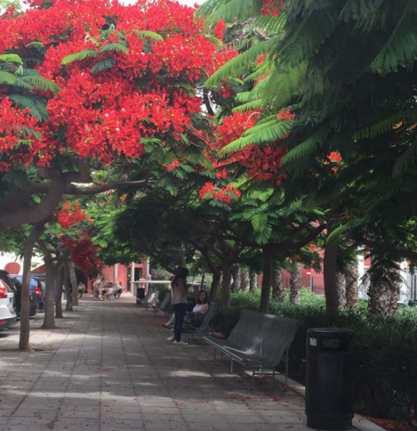 Paseo de los flamboyanes, con la cafetería al fondo